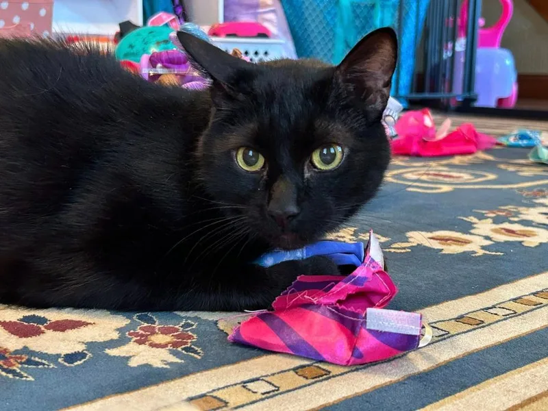 Wilford Brimley thumbnail 5