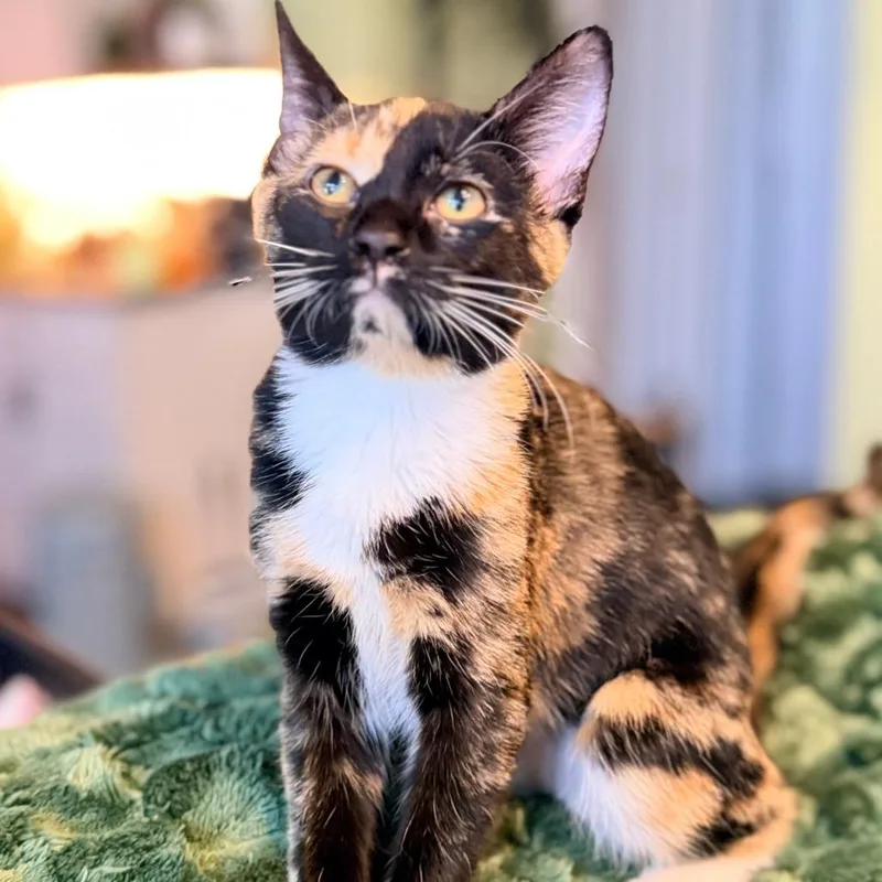 A baby small-sized female Tortoiseshell Domestic Short Hair cat named Callie for adoption in Marion, IA