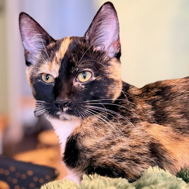 Callie thumbnail 2