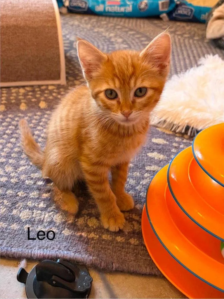 A baby small-sized male Domestic Short Hair cat named Leo for adoption in Saint George, UT