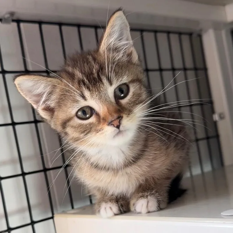 A baby small-sized male Domestic Short Hair cat named Ronald for adoption in Ewing, NJ