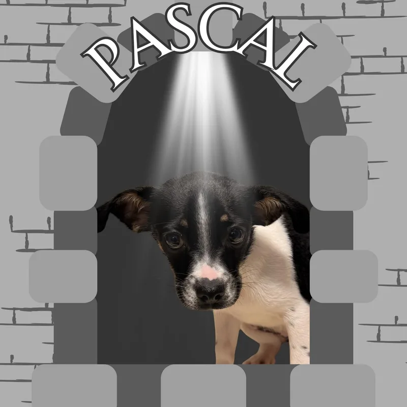 Pascal thumbnail 2
