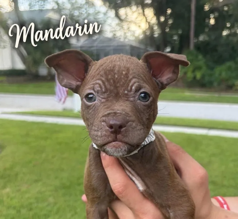 Mandarin thumbnail 3