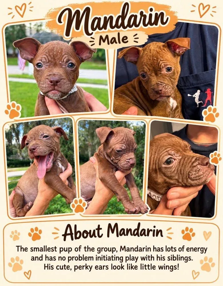 Mandarin thumbnail 5