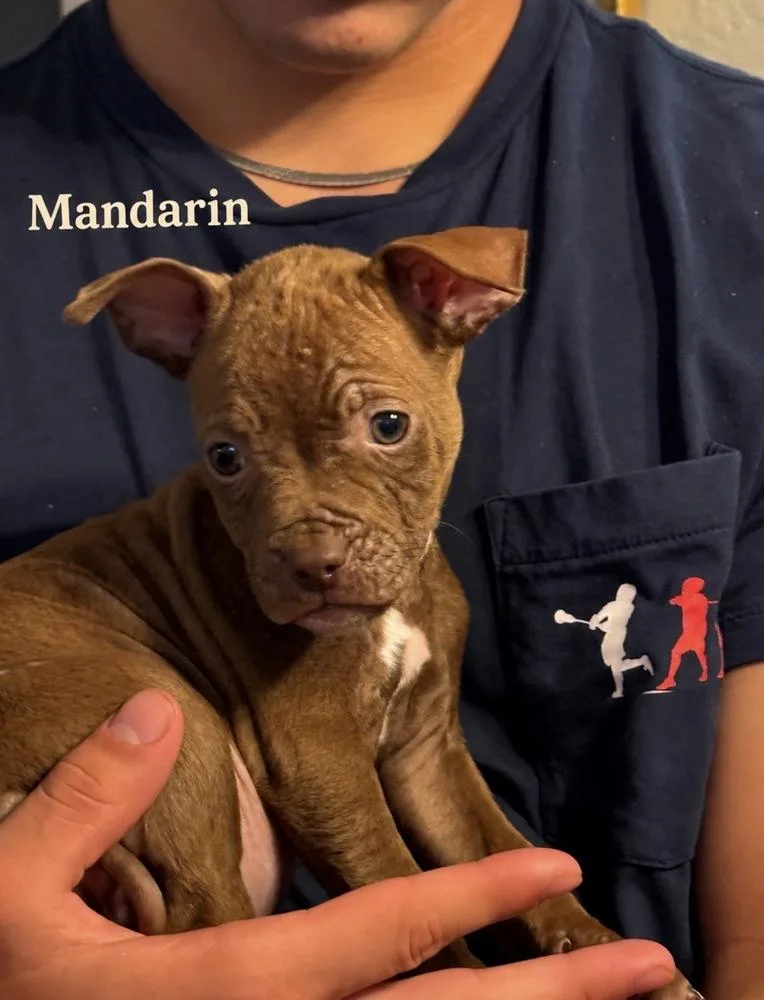 Mandarin thumbnail 6