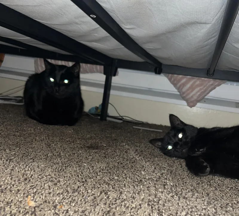 Raven & Sanji thumbnail 4