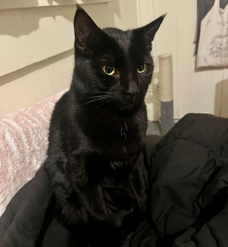 Raven & Sanji thumbnail 6