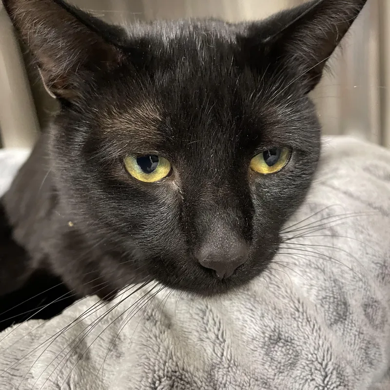 A baby medium-sized male Black American Shorthair cat named Arthur for adoption in North Kingstown, RI