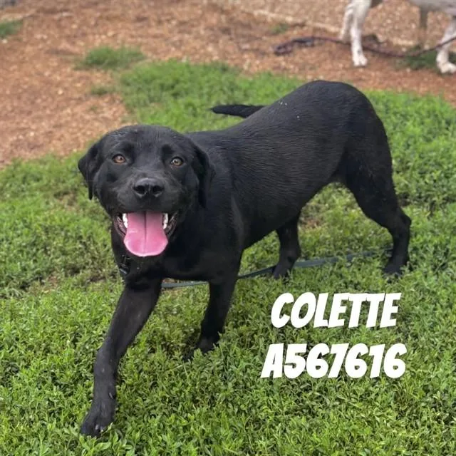 An adult medium-sized female Labrador Retriever dog named Colette for adoption in Huntsville, AL
