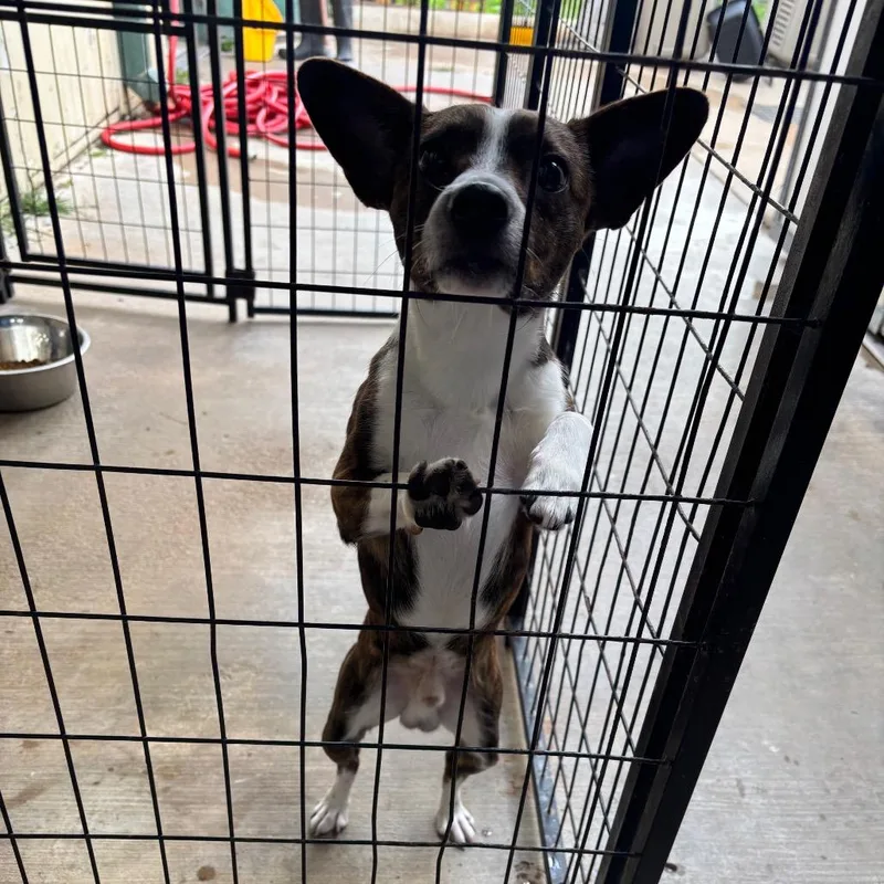 An adult small-sized male Brindle Chihuahua dog named Tiger for adoption in Lake Jackson, TX