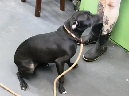 A baby medium-sized female Labrador Retriever dog named Cleo for adoption in Picayune, MS