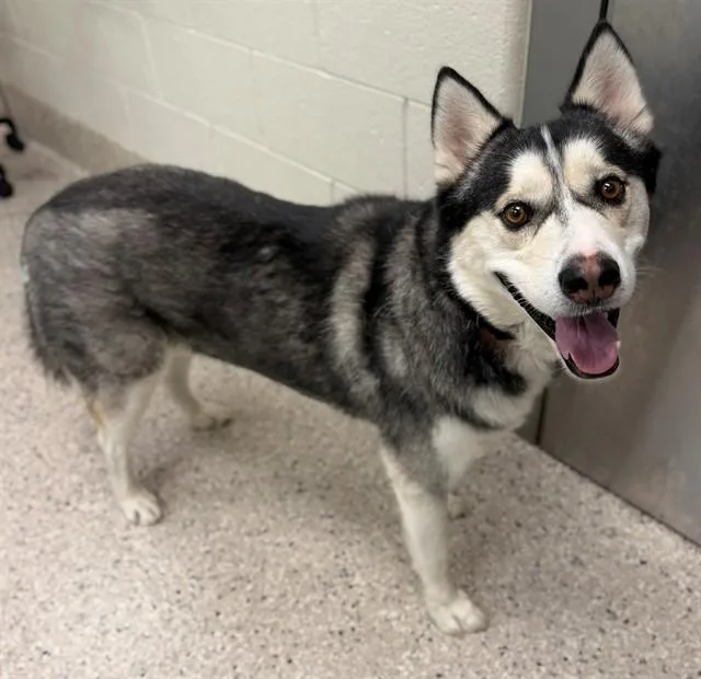 An adult large-sized male Siberian Husky dog named Mighty Max for adoption in Brighton, CO