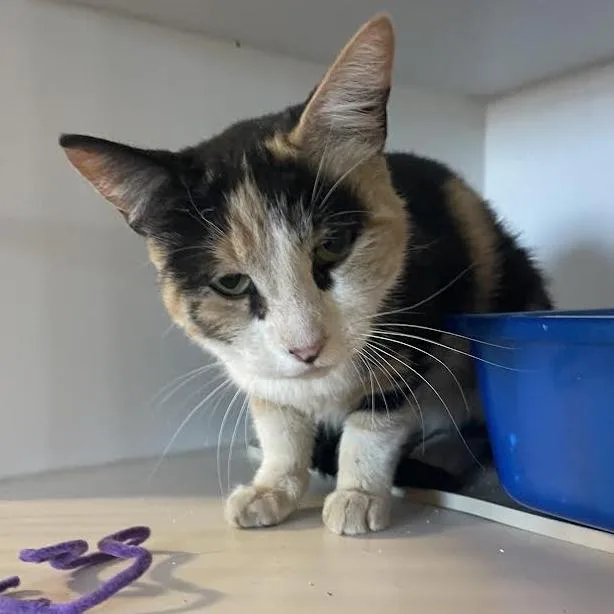 An adult small-sized female Calico Domestic Short Hair cat named Lacey for adoption in Prescott, AZ