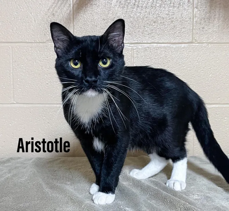 Aristotle