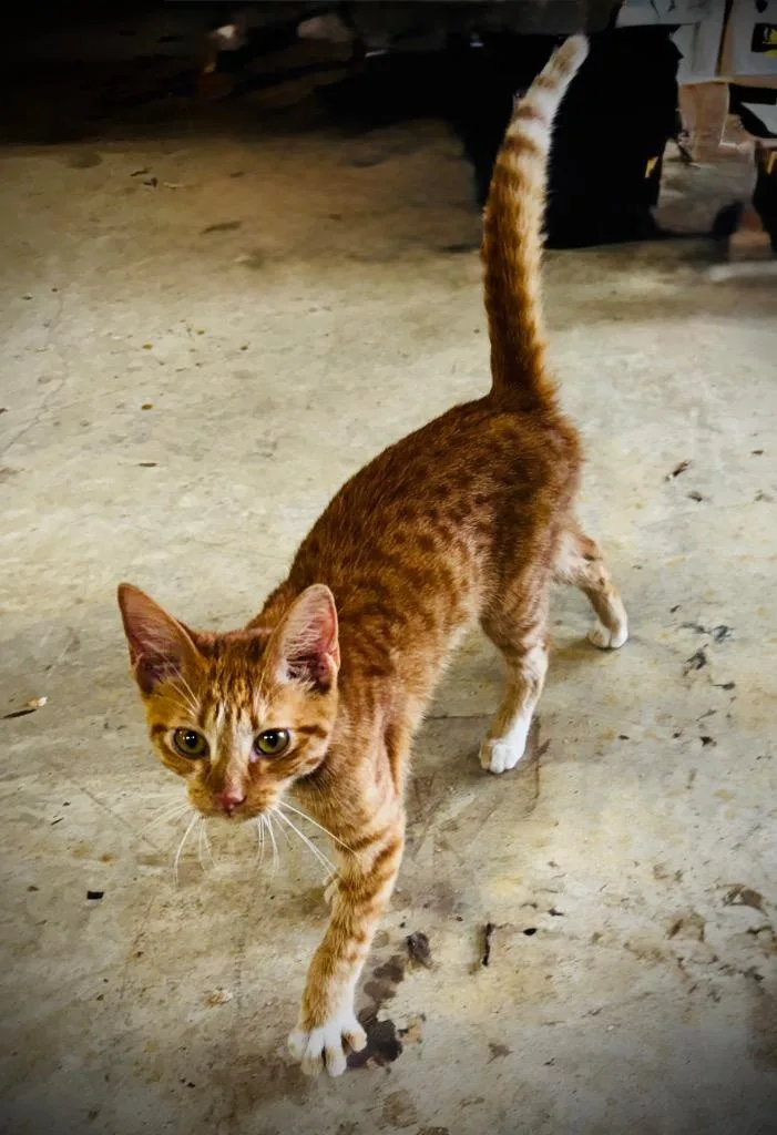 A baby medium-sized male Domestic Short Hair cat named Rusty for adoption in Claremore, OK