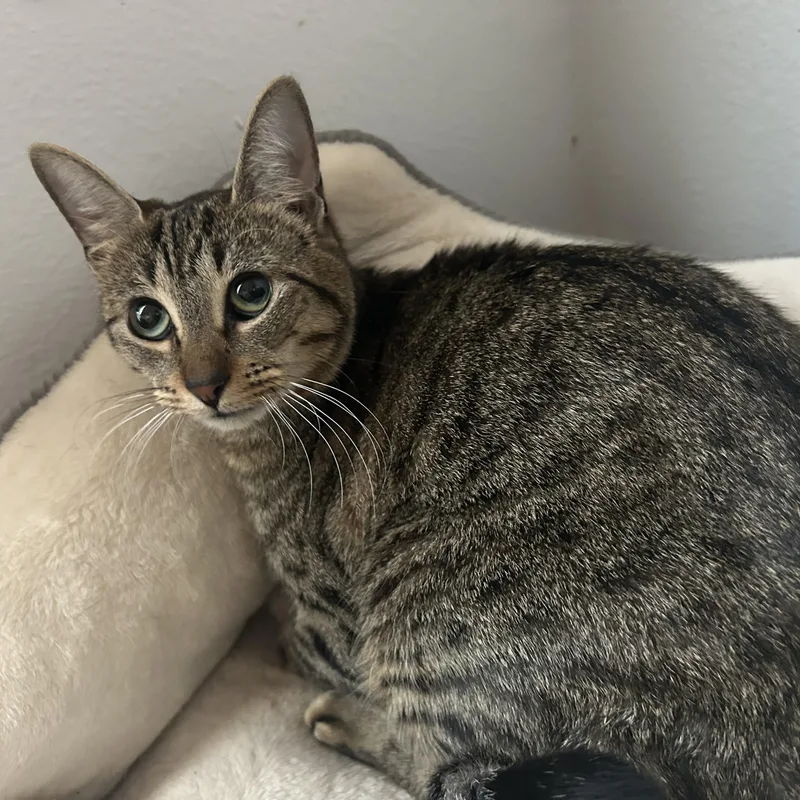 A young medium-sized female Tabby (Gray / Blue / Silver) Tabby cat named Maira for adoption in South Houston, TX