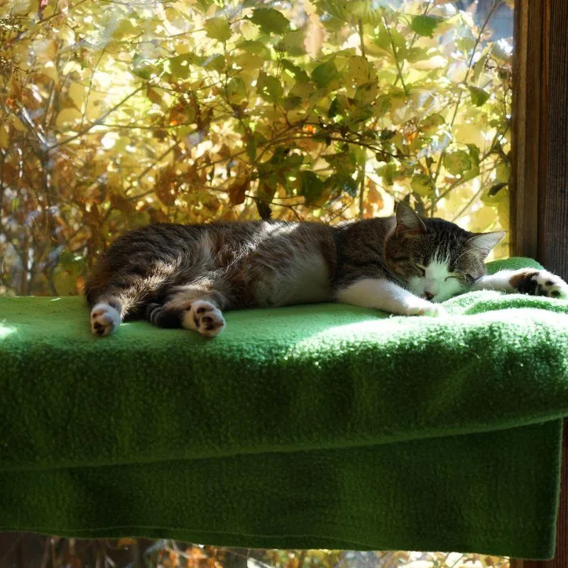 An adult medium-sized female Domestic Short Hair cat named Eva for adoption in Jackson, WY