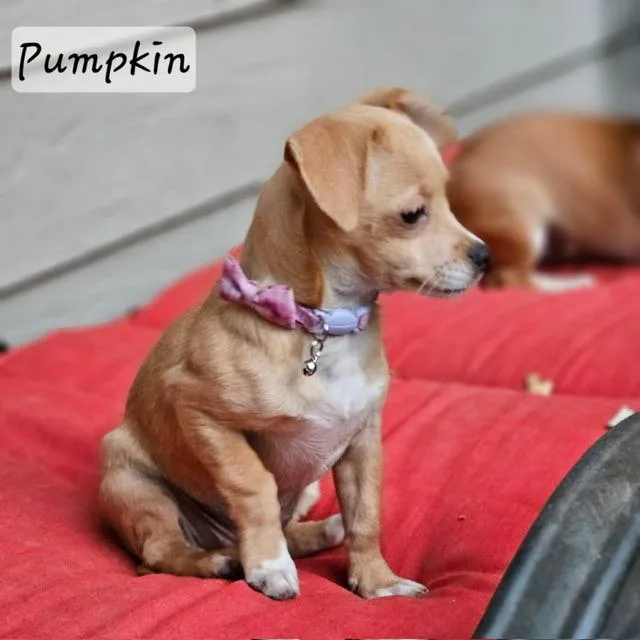 Pumpkin thumbnail 4