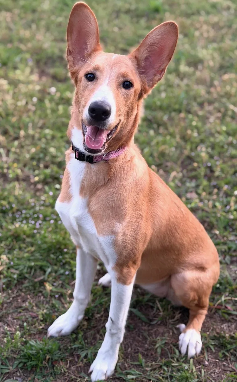 A young medium-sized female Basenji dog named Sandy for adoption in Franklin, TN