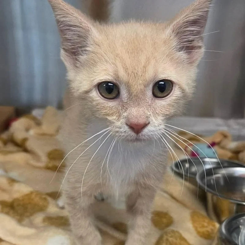 A baby small-sized male Buff / Tan / Fawn Domestic Short Hair cat named Billy for adoption in Martinsville, VA