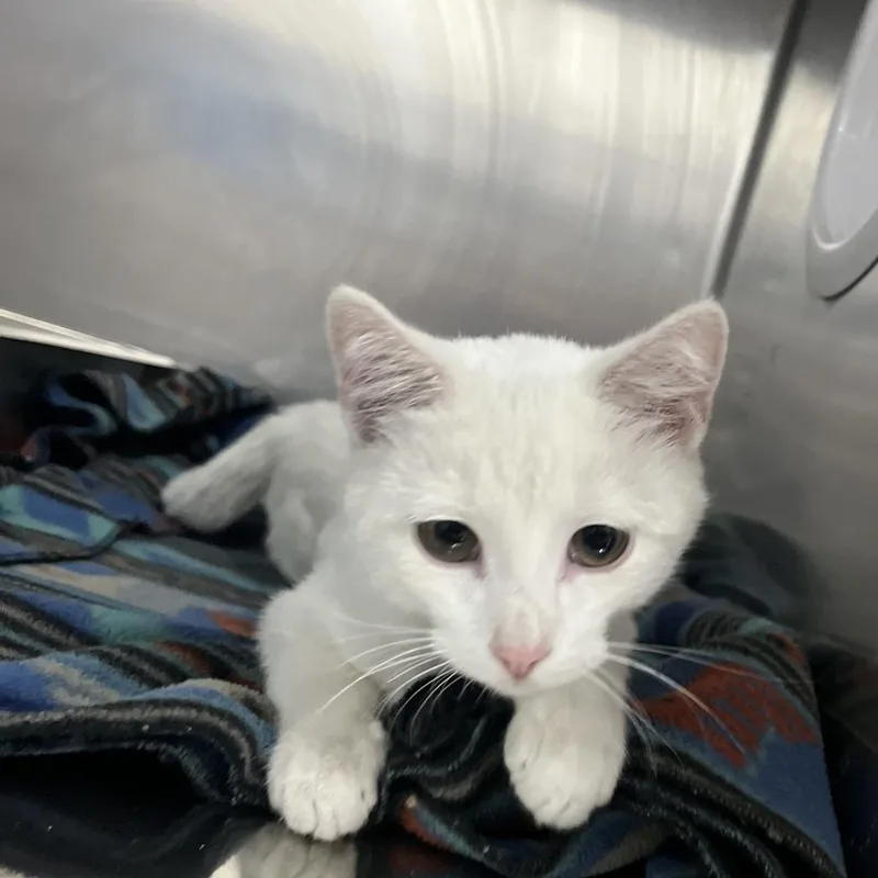 A young medium-sized male White Domestic Short Hair cat named Winter for adoption in Idaho Falls, ID