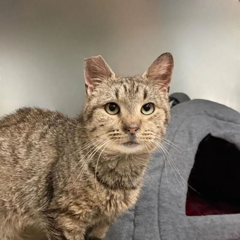 An adult small-sized female Domestic Short Hair cat named Sweeties for adoption in State College, PA