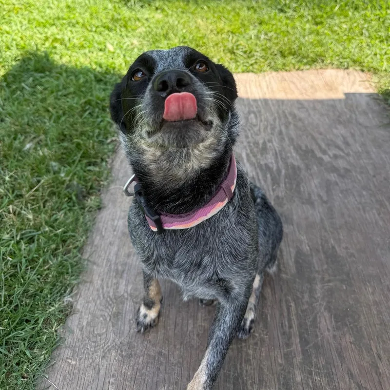 Delilah