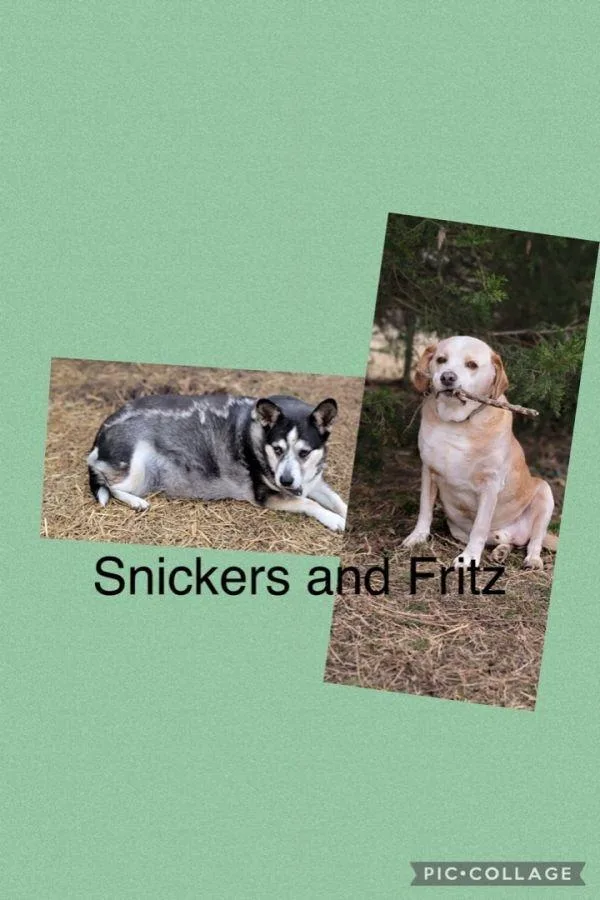 A senior medium-sized female Terrier dog named Snickers & Fritz for adoption in Bartlesville, OK