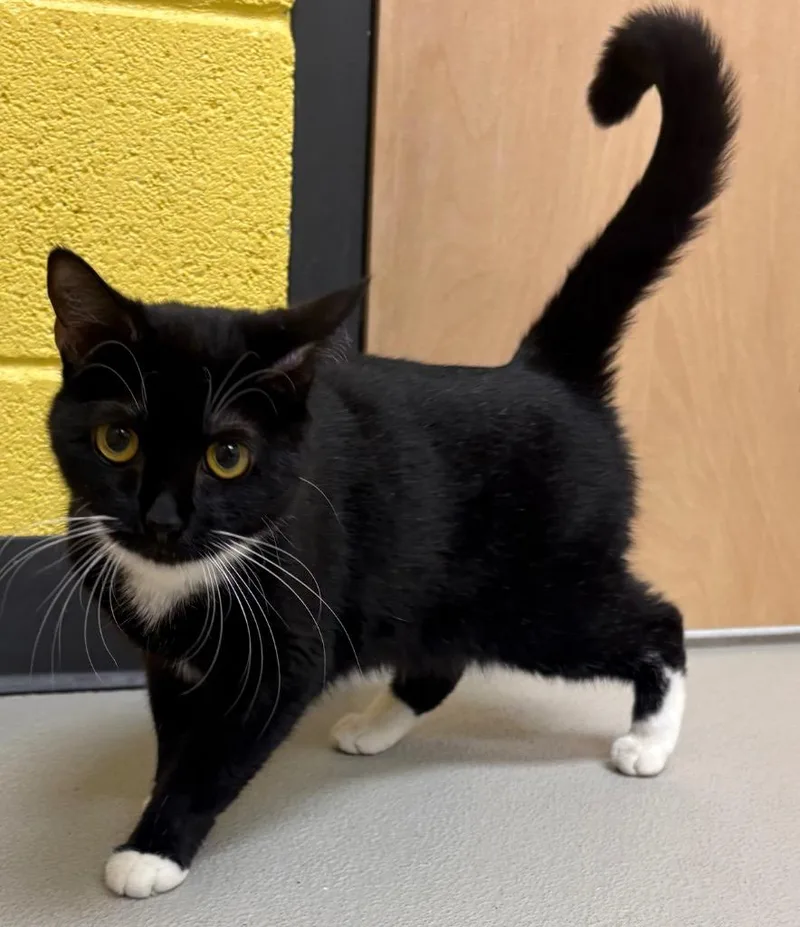 A young medium-sized female Domestic Short Hair cat named Raspberry for adoption in Greeneville, TN