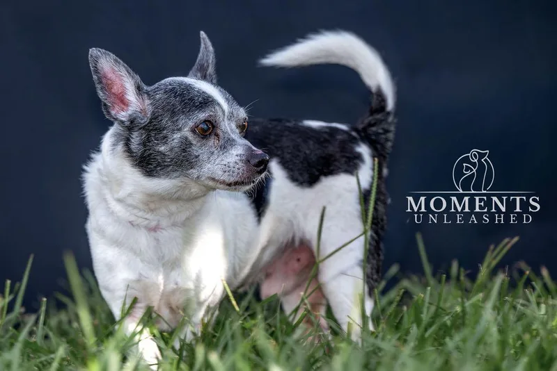 A senior small-sized male White / Cream Chihuahua dog named Ernie for adoption in Myakka City, FL