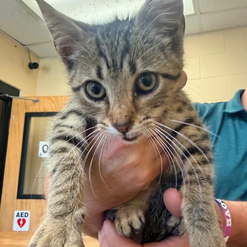 A baby small-sized male Gray / Blue / Silver Domestic Short Hair cat named Karl for adoption in Corinth, MS