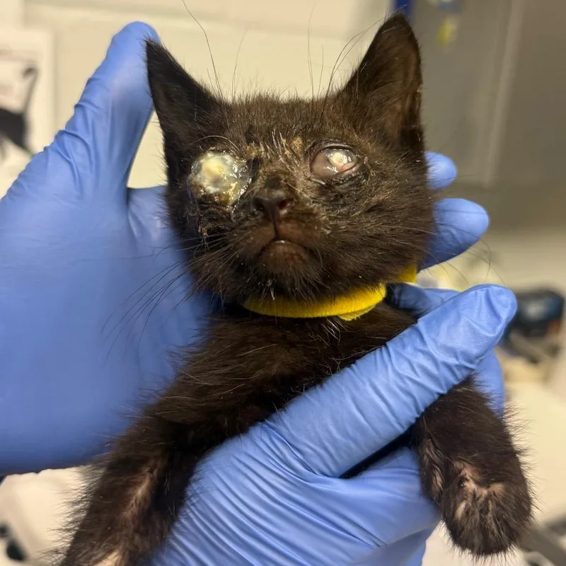A baby small-sized male Domestic Short Hair cat named Vincent for adoption in Birdsboro, PA
