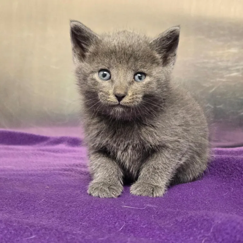 A baby small-sized female Gray / Blue / Silver Domestic Short Hair cat named Dolly for adoption in Newport, TN