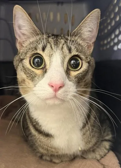 An adult large-sized male Domestic Short Hair cat named Beaux for adoption in Honolulu, HI