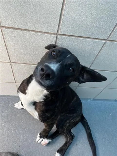 A young medium-sized male Pit Bull Terrier dog named Ham for adoption in Corpus Christi, TX