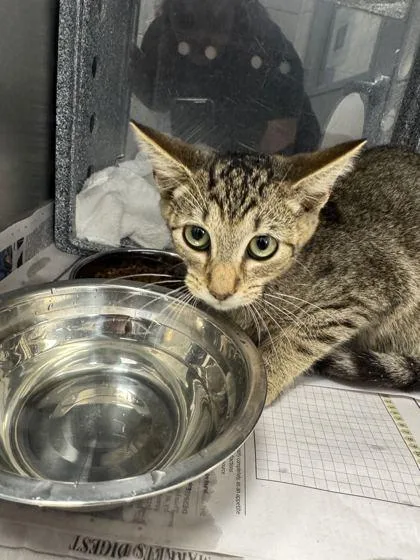 A baby small-sized male Domestic Short Hair cat named Kameron for adoption in Sevierville, TN
