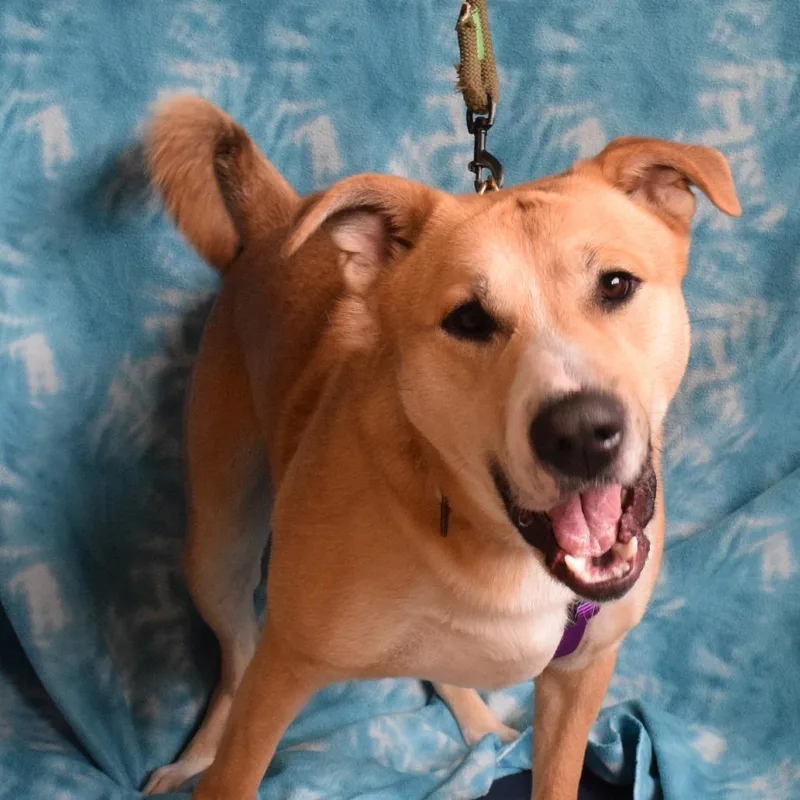An adult large-sized male Yellow / Tan / Blond / Fawn Mixed Breed dog named Pork Chop for adoption in Eureka, CA