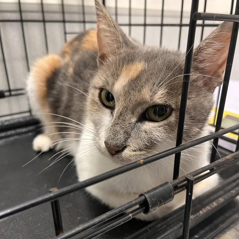 An adult medium-sized female White Domestic Short Hair cat named Rhea for adoption in Tampa, FL