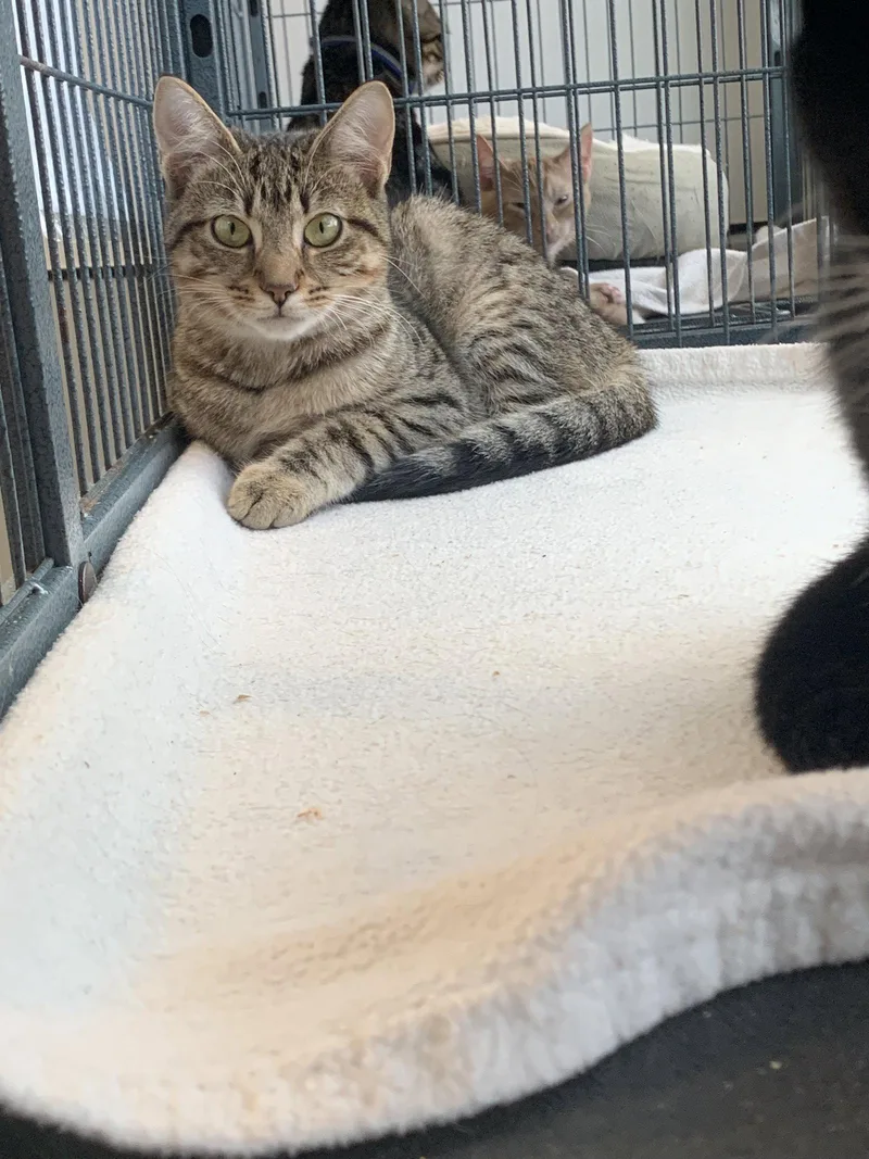 A baby medium-sized female Domestic Short Hair cat named Chicken for adoption in Sanford, FL