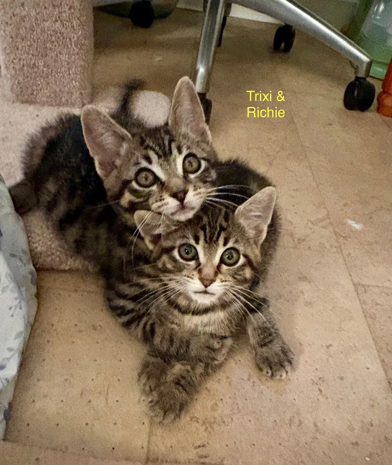 Richie thumbnail 3