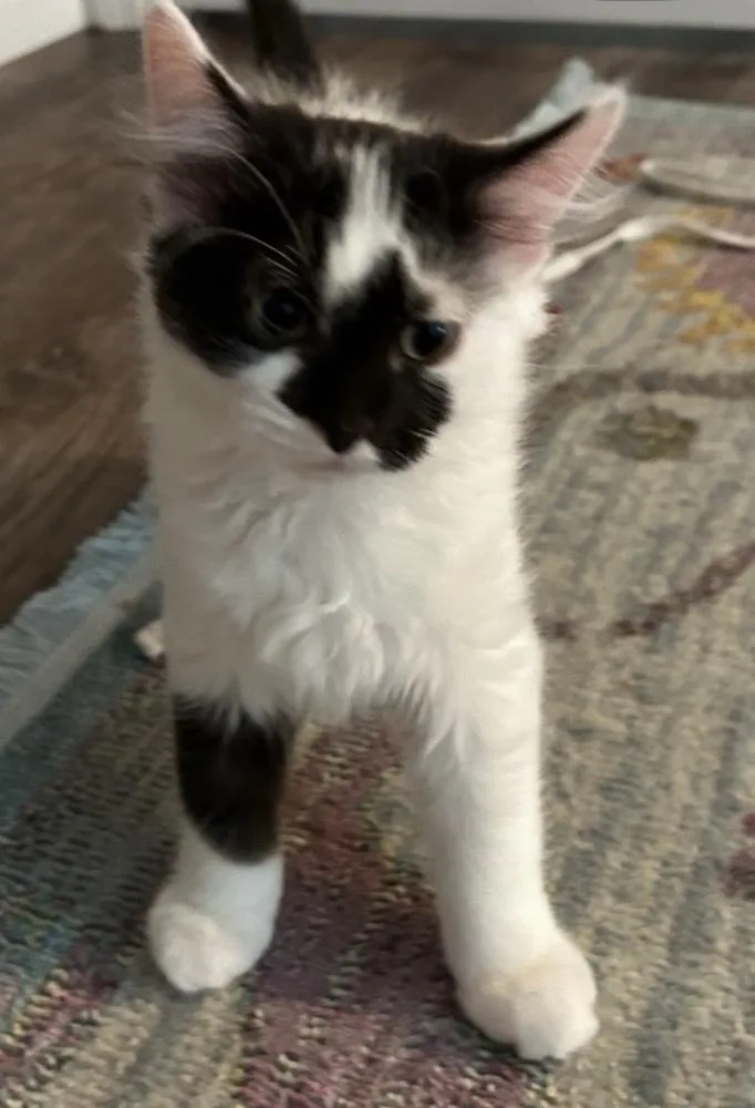 A baby small-sized male Domestic Long Hair cat named Ollie Lee for adoption in Poplar Grove, IL