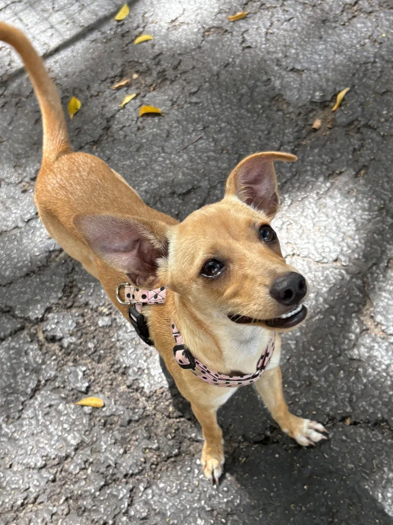 A baby small-sized female Italian Greyhound dog named Lilac for adoption in Margate, FL