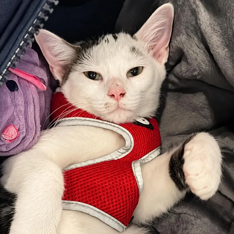 A baby medium-sized male White Domestic Short Hair cat named Captain America for adoption in Houston, TX