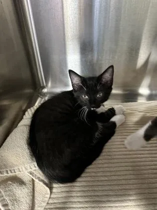 A baby small-sized female Domestic Short Hair cat named Clara Bow $ @ for adoption in Seneca, SC