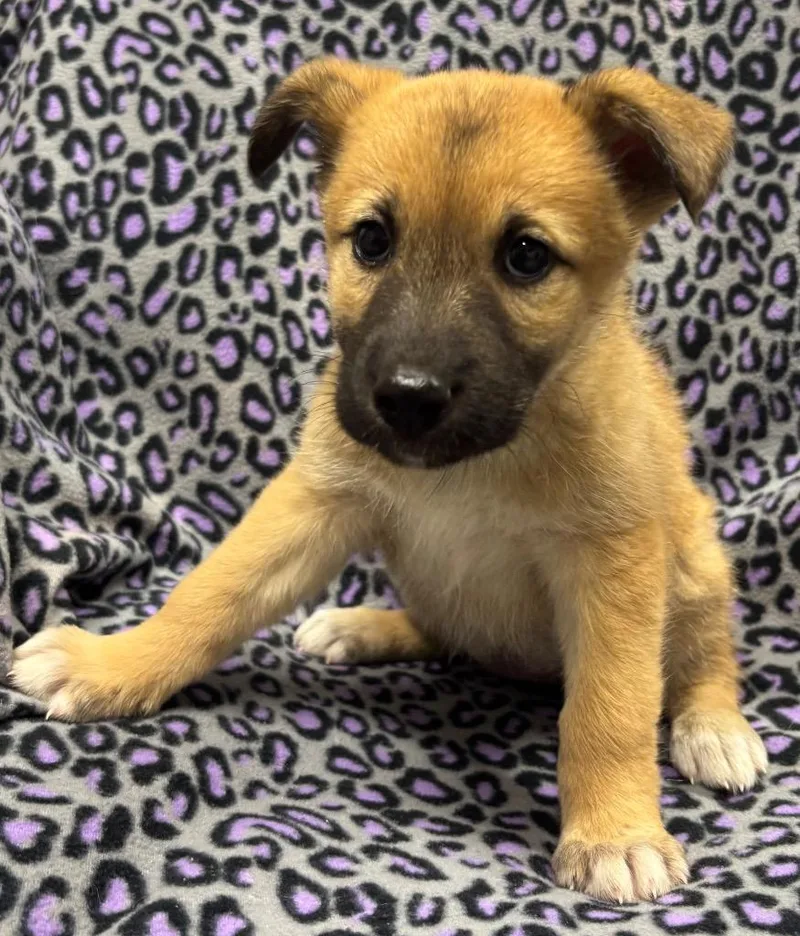 A baby medium-sized female Shepherd dog named Sister for adoption in Seven Points, TX