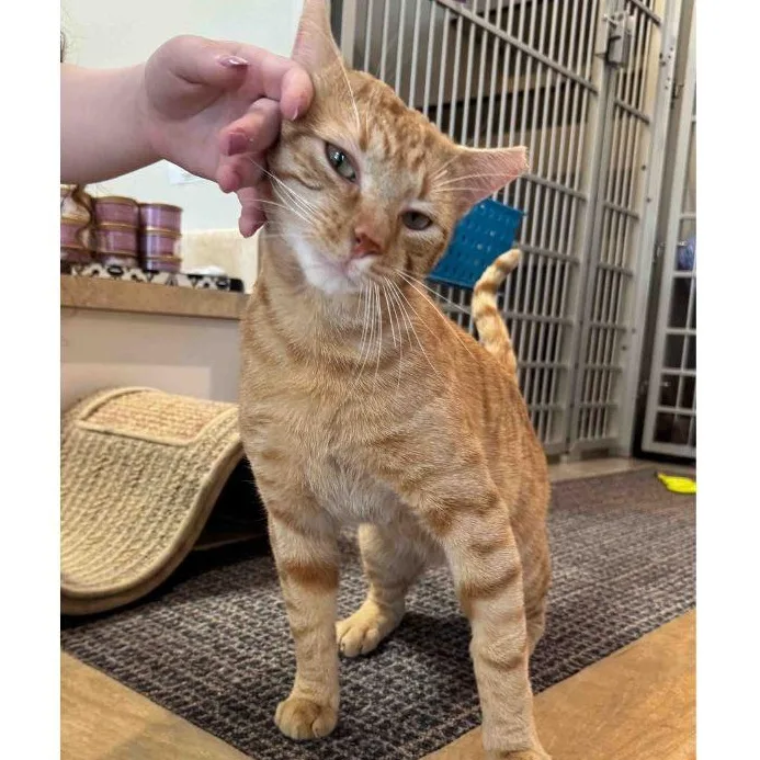 A young medium-sized male Tabby (Orange / Red) Domestic Short Hair cat named Gary for adoption in Stamford, CT