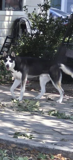 A young medium-sized male Husky dog named Juan for adoption in San Antonio, TX