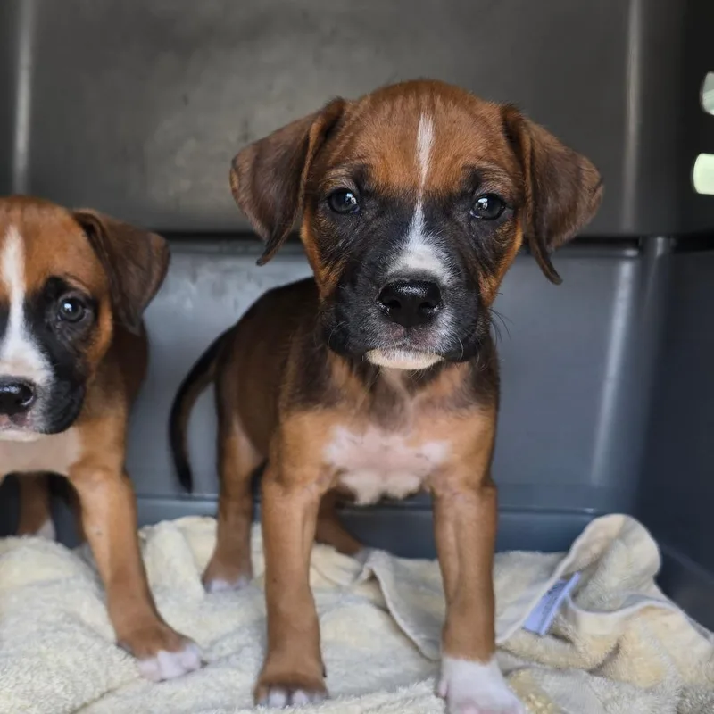 A baby medium-sized female Brown / Chocolate Boxer dog named Banks for adoption in Hinesville, GA