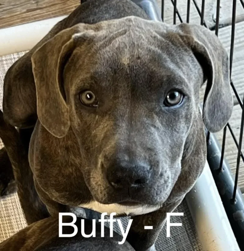 A baby large-sized female Gray / Blue / Silver Weimaraner dog named Buffy for adoption in Parma, OH