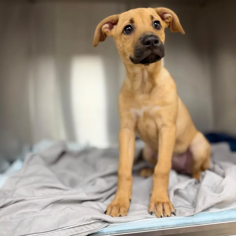A baby large-sized female Shepherd dog named Puppy for adoption in Bullhead City, AZ